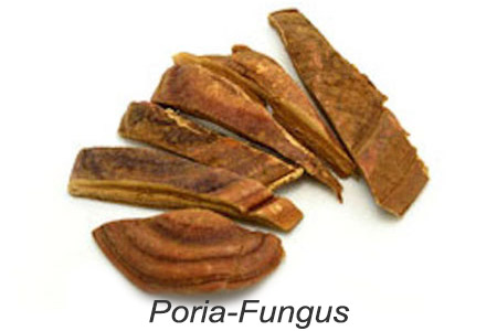 Poria Fungus