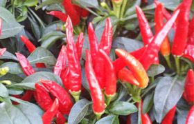 Chili ingwer